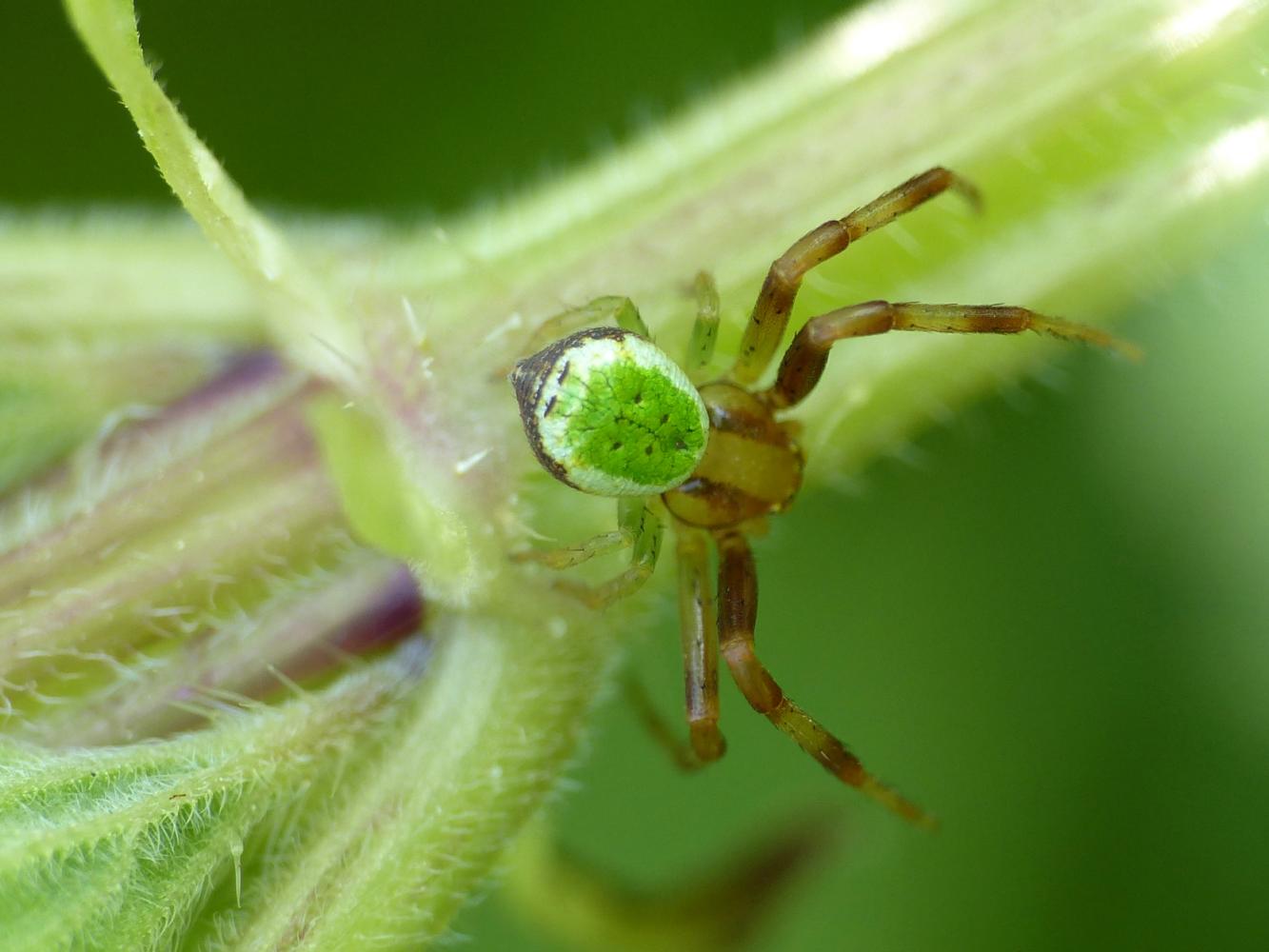 Carrellata di Ebrechtella tricuspidata - Roma